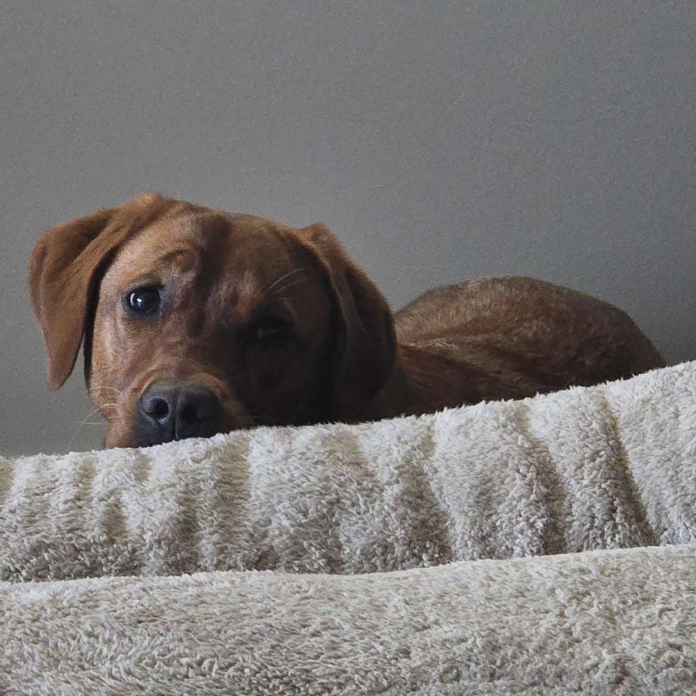 Hundetreffen-Wir suchen Hundefreunde und Sozial-Walk-Partner-Profilbild