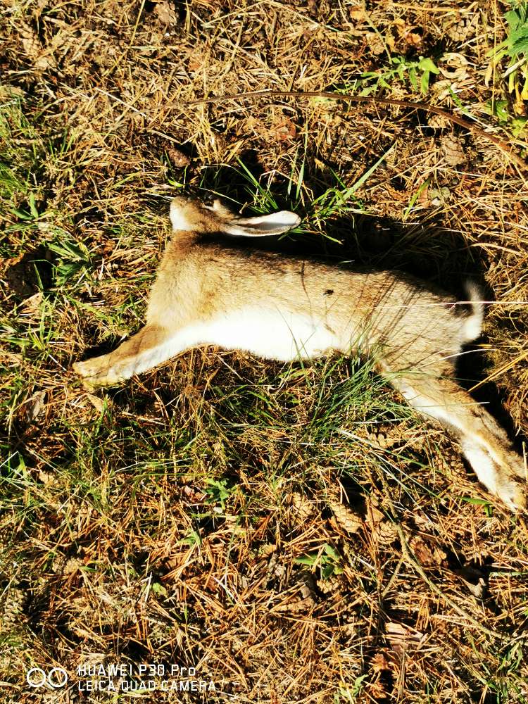 Giftköder-Totes Kaninchen-Profilbild