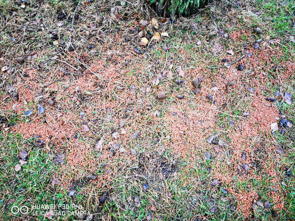 Giftköder-Unbekanntes Granulat-Profilbild