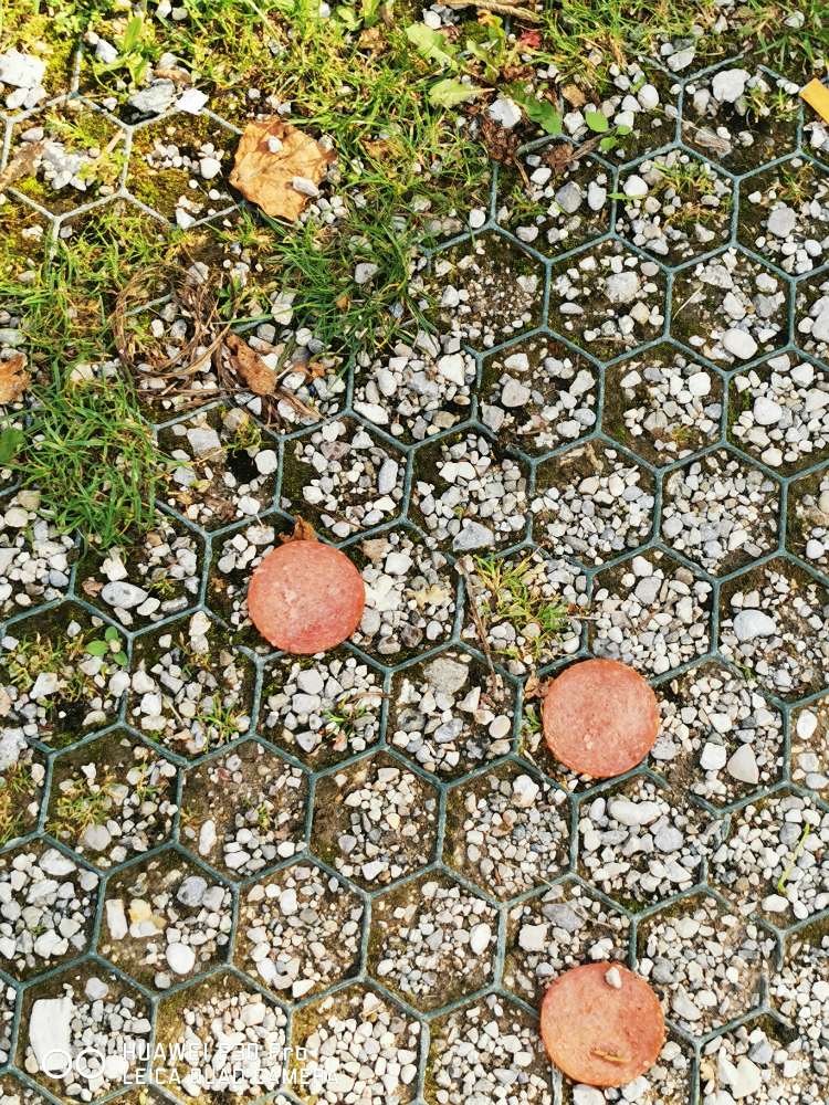 Giftköder-Möglicher Giftköder-Profilbild