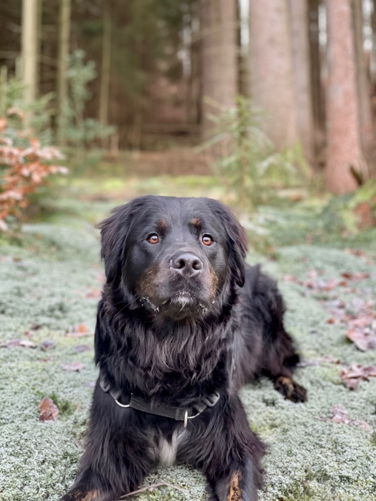 Hundetreffen-Hundespaziergang-Profilbild
