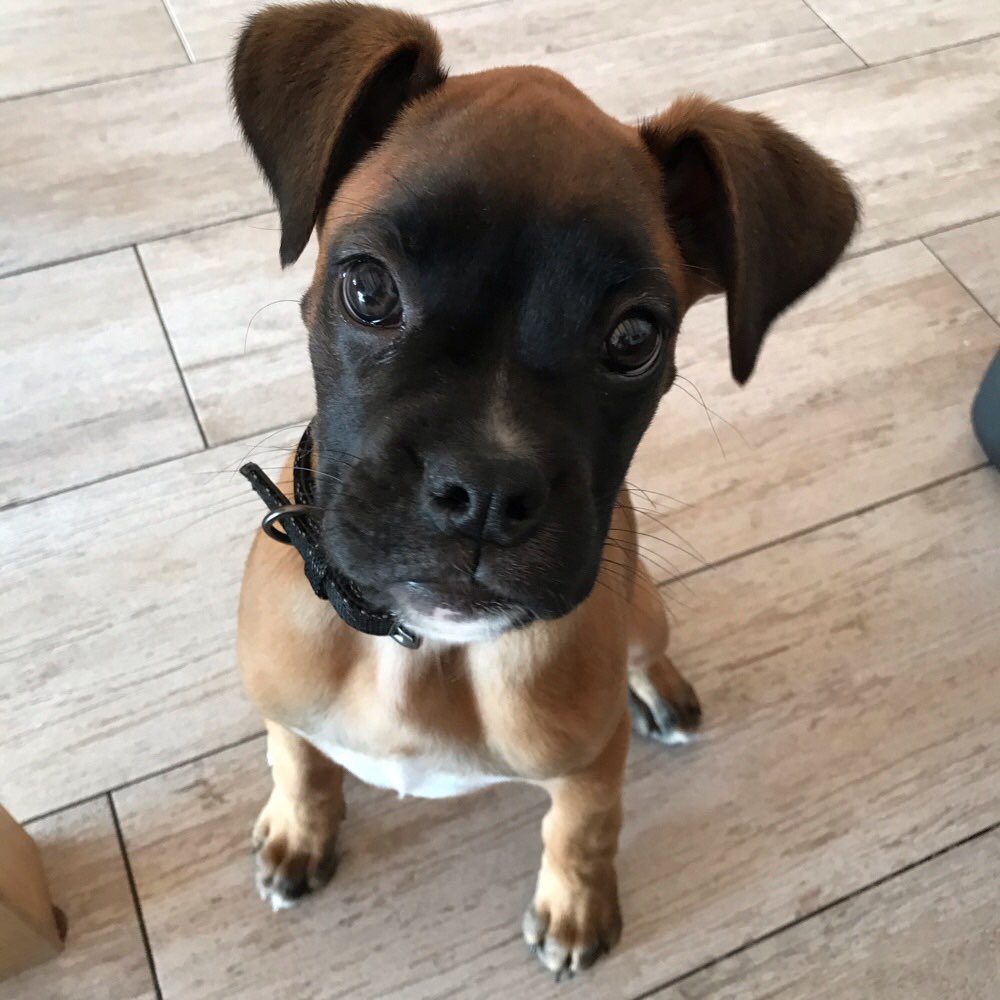 Hundetreffen-Welpentreffen Neustadt an der Aisch und Umgebung-Profilbild