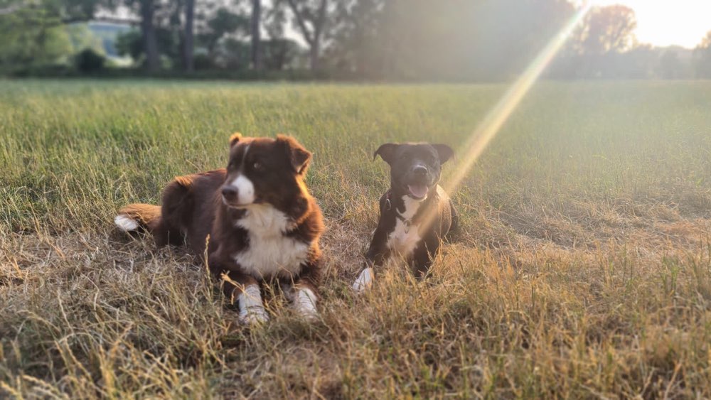 Hundetreffen-Laufen gehen in der Nähe von Goldbach 😊-Profilbild