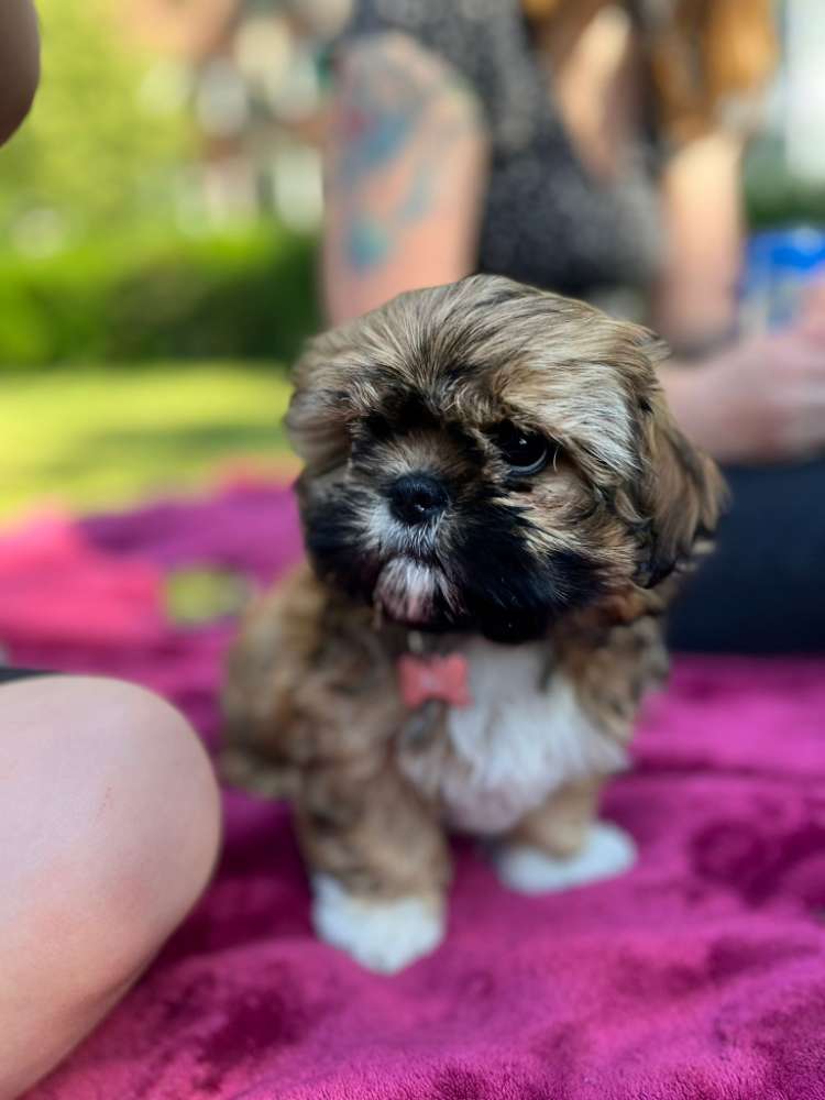 Hundetreffen-Welpenspielrunde Gütersloh-Profilbild
