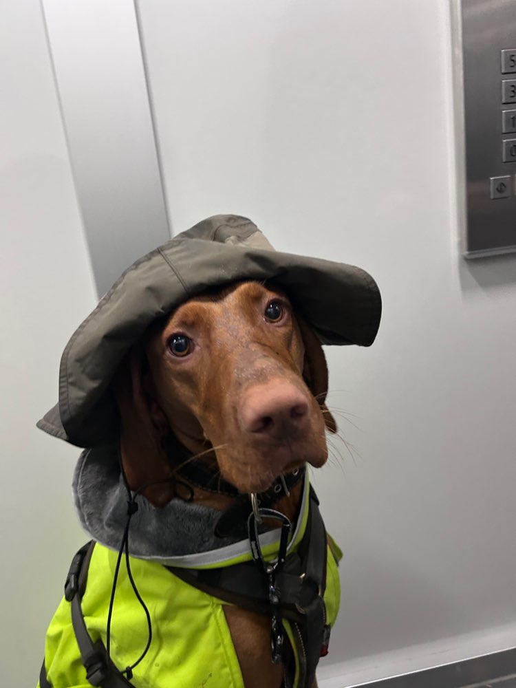 Hundetreffen-Mantrailing-Profilbild