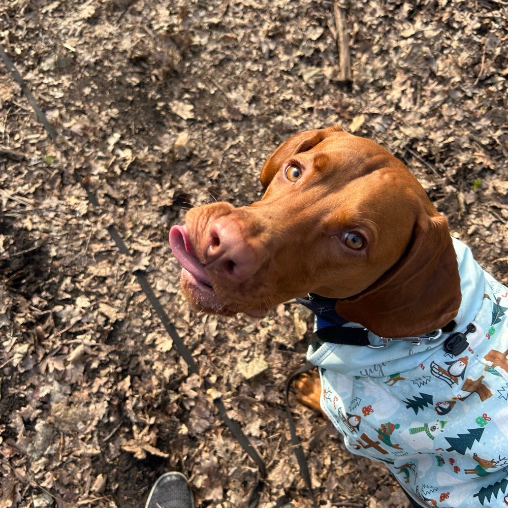 Hundetreffen-Gemeinsames Spazieren und Sozialkontakt-Profilbild