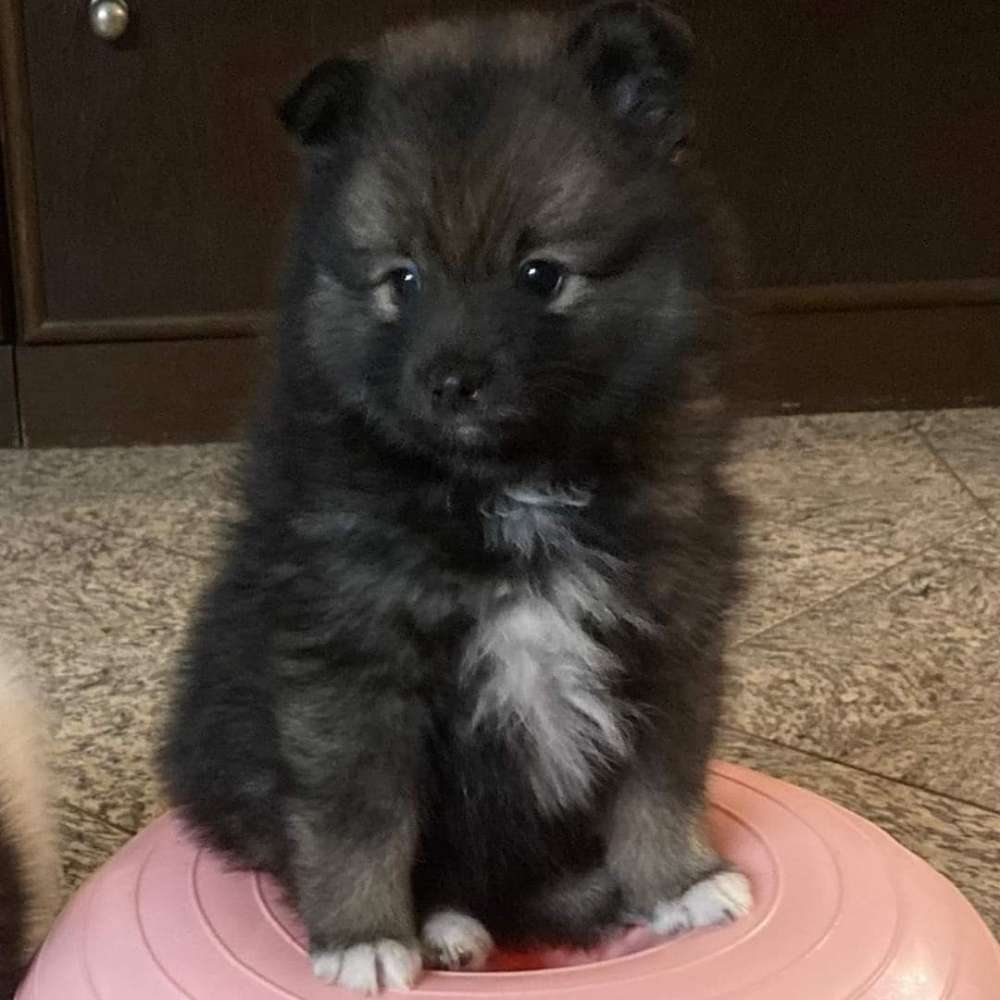 Hundetreffen-Welpentreffen in und um Eidelstedt-Profilbild