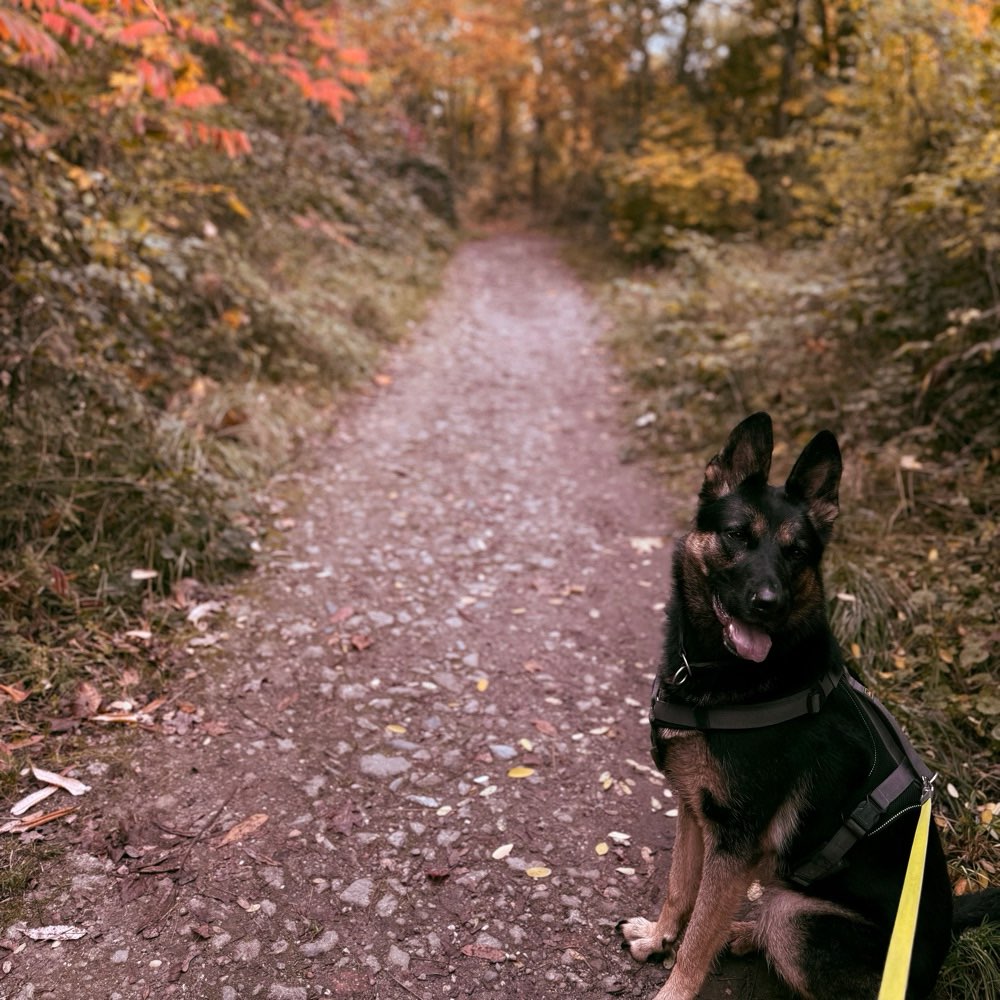 Hundetreffen-Spaziergang/Spielgang mit Lassie 🍂-Profilbild