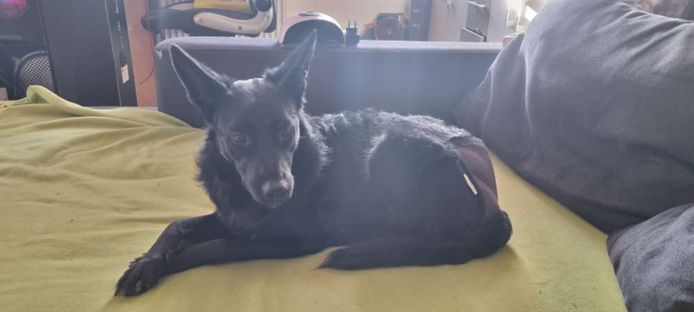 Hundetreffen-Gassi Kameraden gesucht-Profilbild