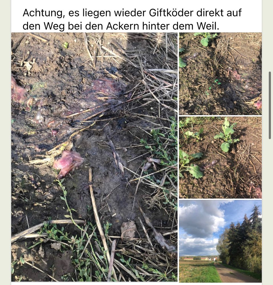 Giftköder-Giftköder-Profilbild