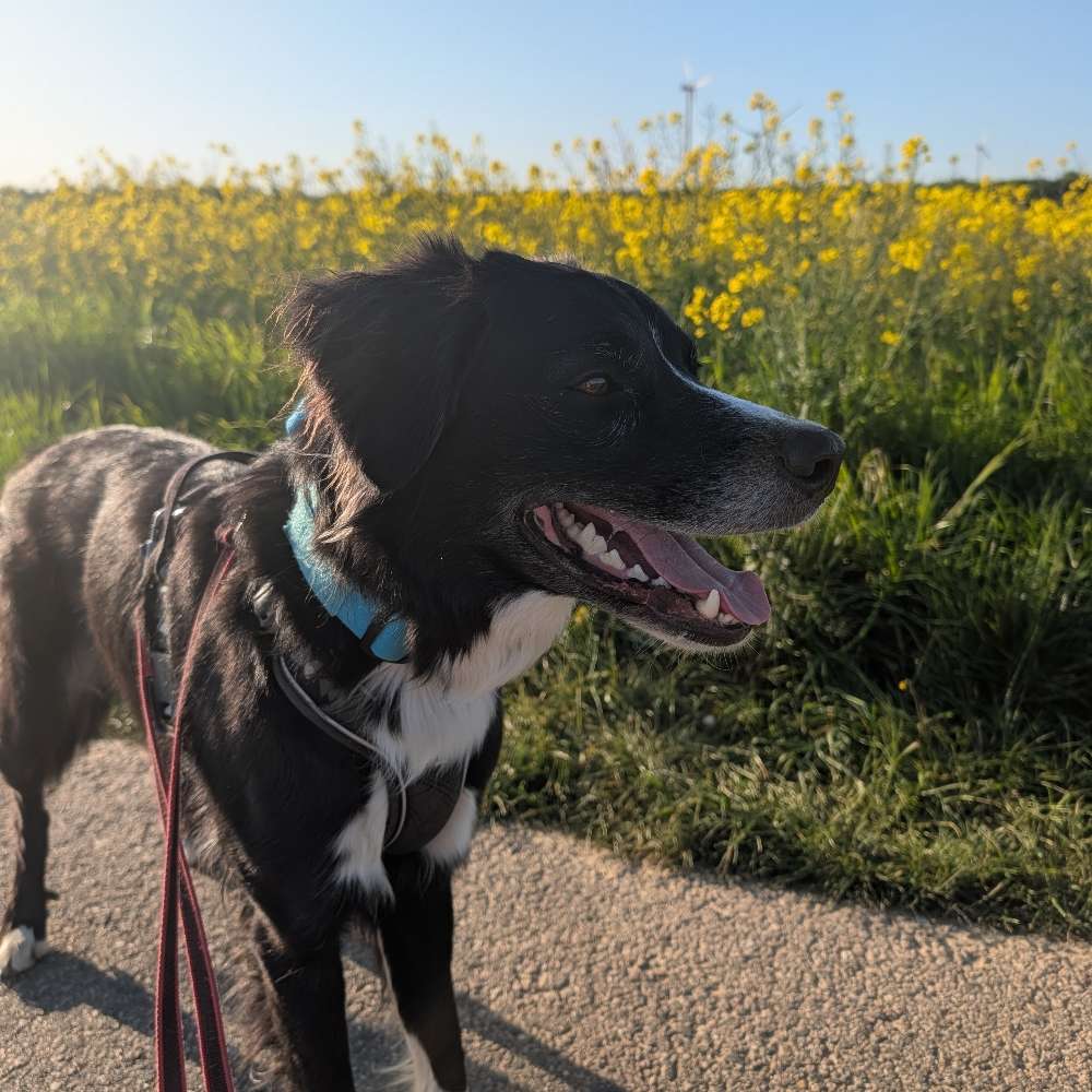 Hundetreffen-Begegnungstraining-Profilbild