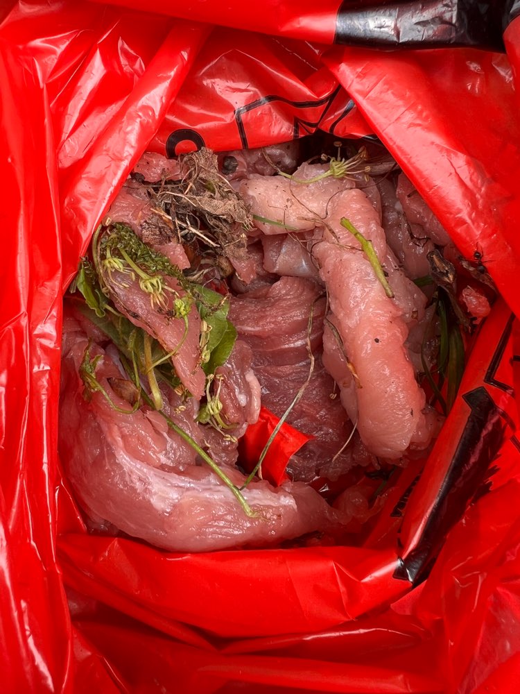 Giftköder-Giftköder-Profilbild