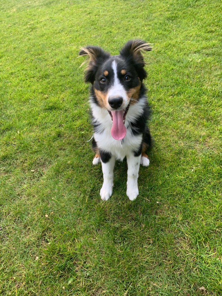 Hundetreffen-Junghunde Treffen-Profilbild