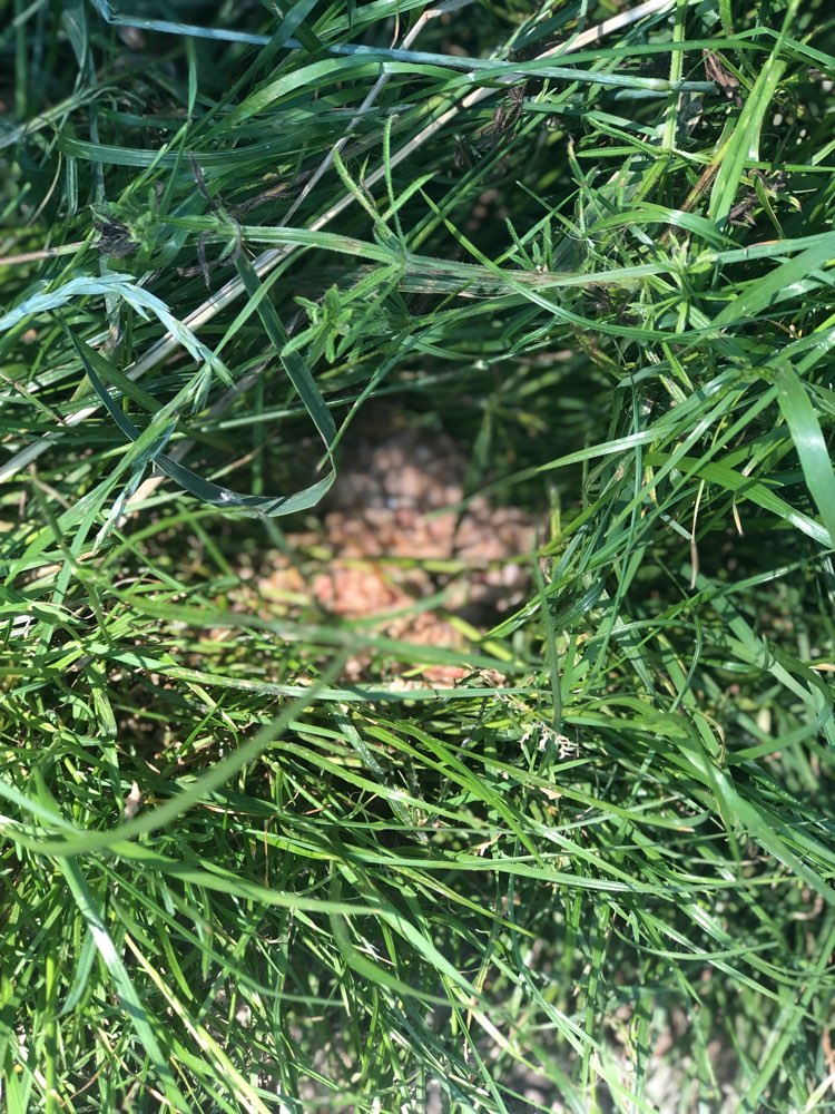 Giftköder-Evtl. Giftköder-Profilbild