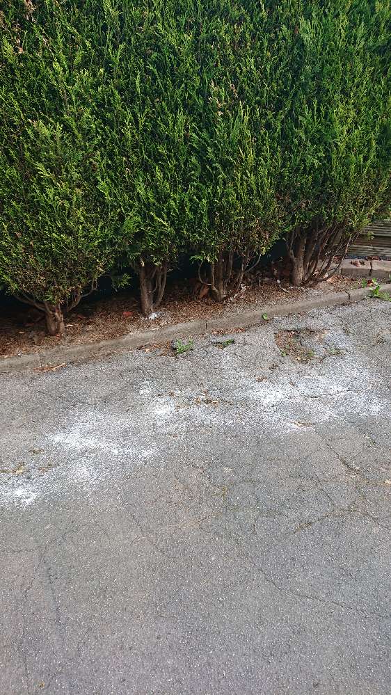 Giftköder-Weißes Pulver-Profilbild