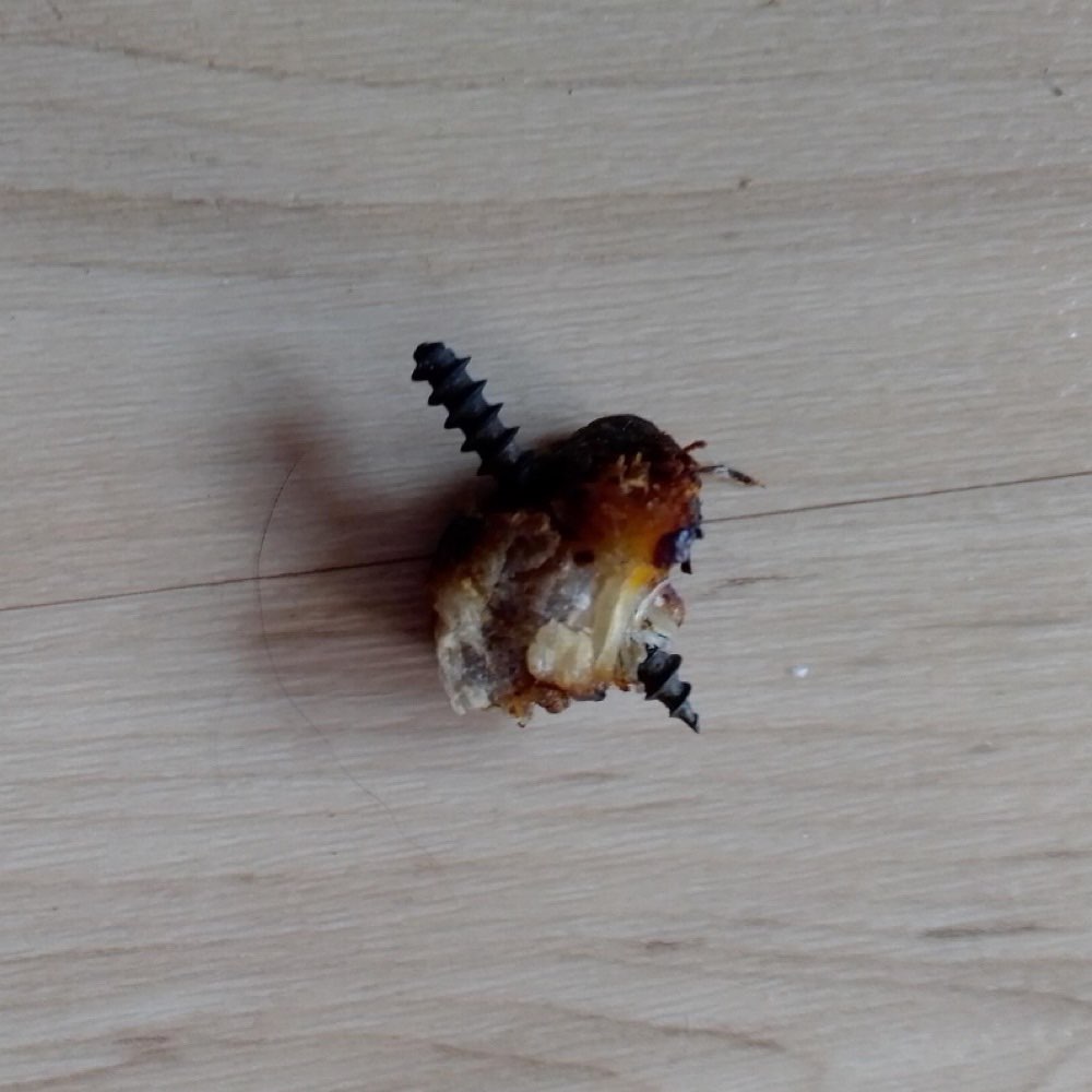 Giftköder-Köder mit Schrauben-Profilbild