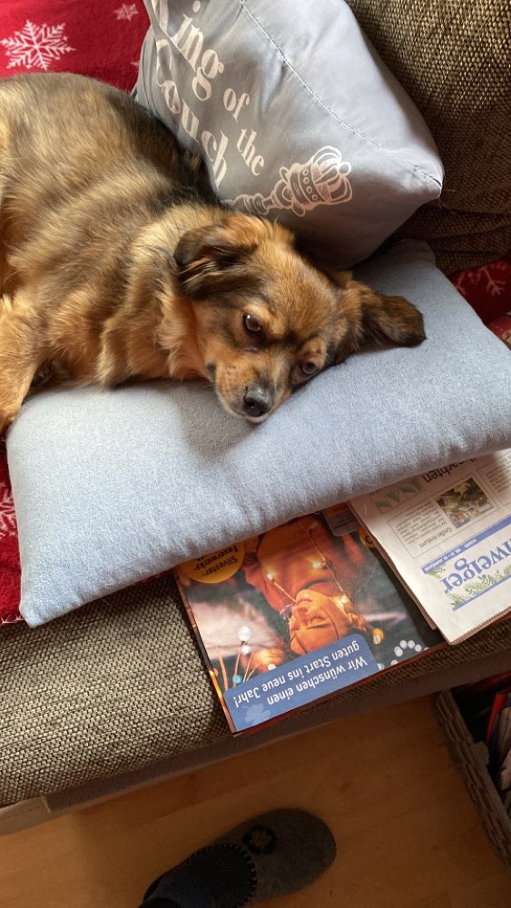 Hundetreffen-Gassi treffen,Betreuung ,spielen,Training-Profilbild