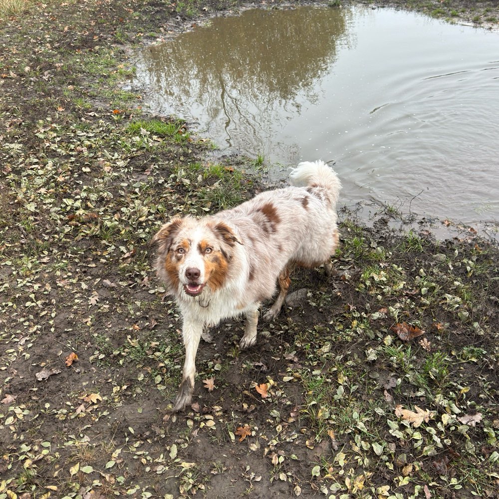 Hundetreffen-Gassi Runde, Freilauf, Spiel Partner-Profilbild