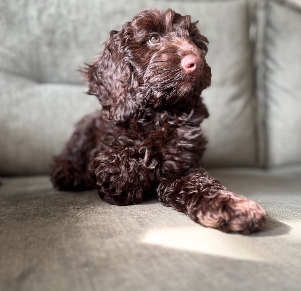 Hundetreffen-Hundetreff-Profilbild