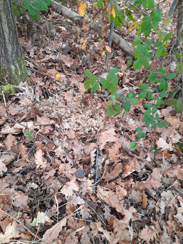 Giftköder-Fleisch, ausgelegt, Ggf Giftköder-Profilbild