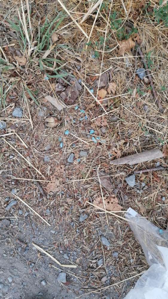 Giftköder-Erneut Giftköder gefunden-Profilbild