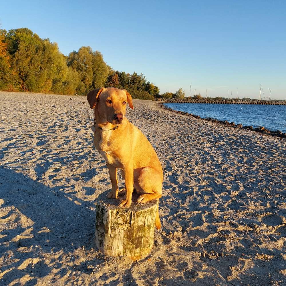 Hundetreffen-Spieltreff-Profilbild