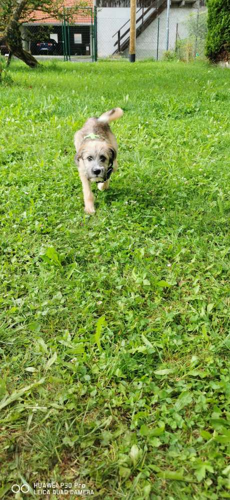 Hundetreffen-Cookie sucht Spielkameraden /trainingspartner...-Profilbild