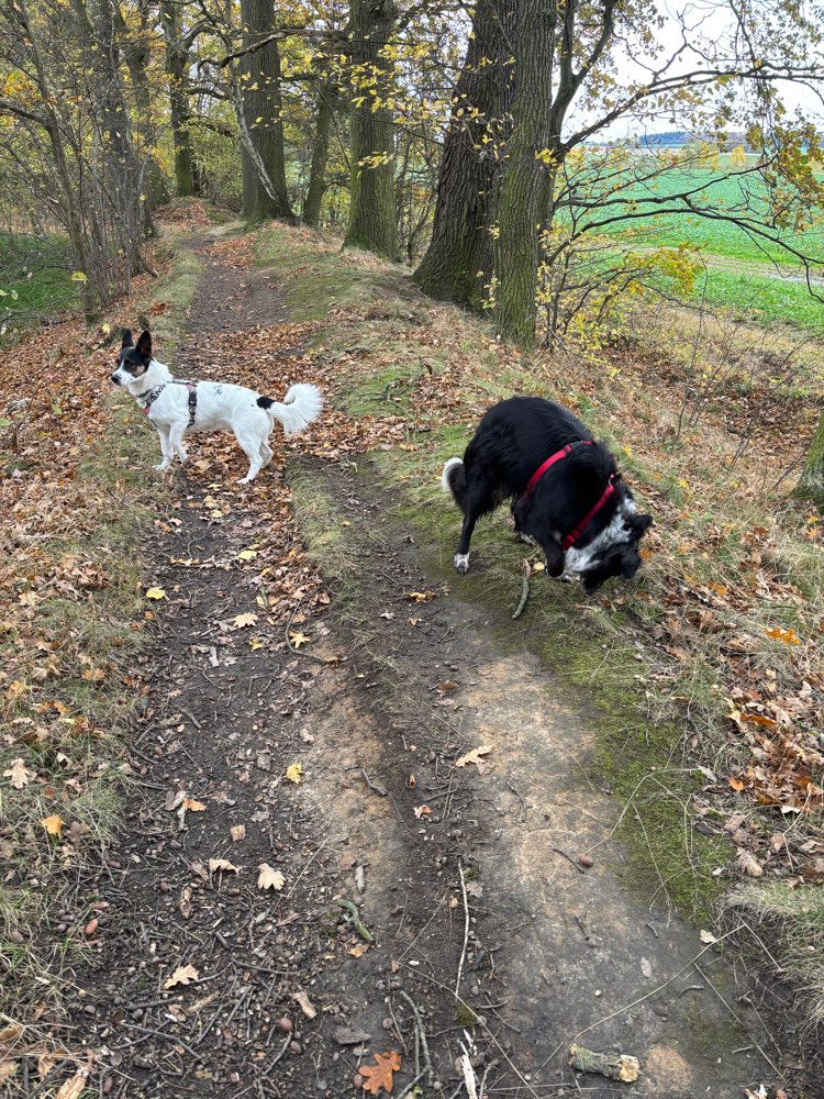 Hundetreffen-Treffen zum spazieren gehen-Profilbild