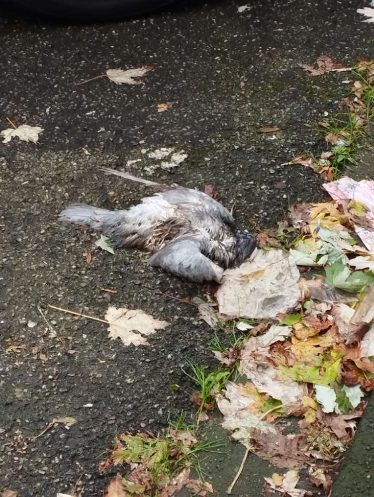 Giftköder-Tote Taube-Profilbild