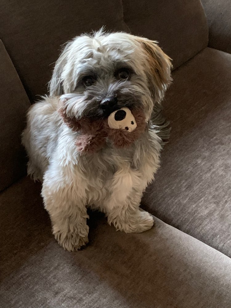 Hundetreffen-Gassi und Spielgefährte gesucht-Profilbild