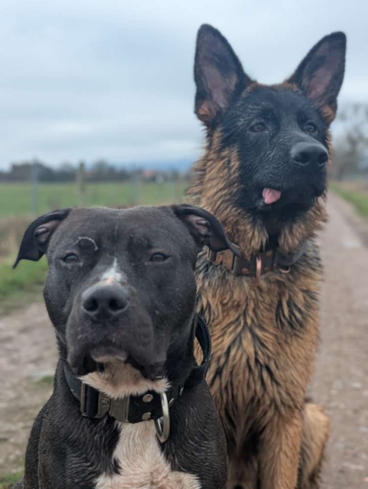 Hundetreffen-Kontakttraining-Profilbild