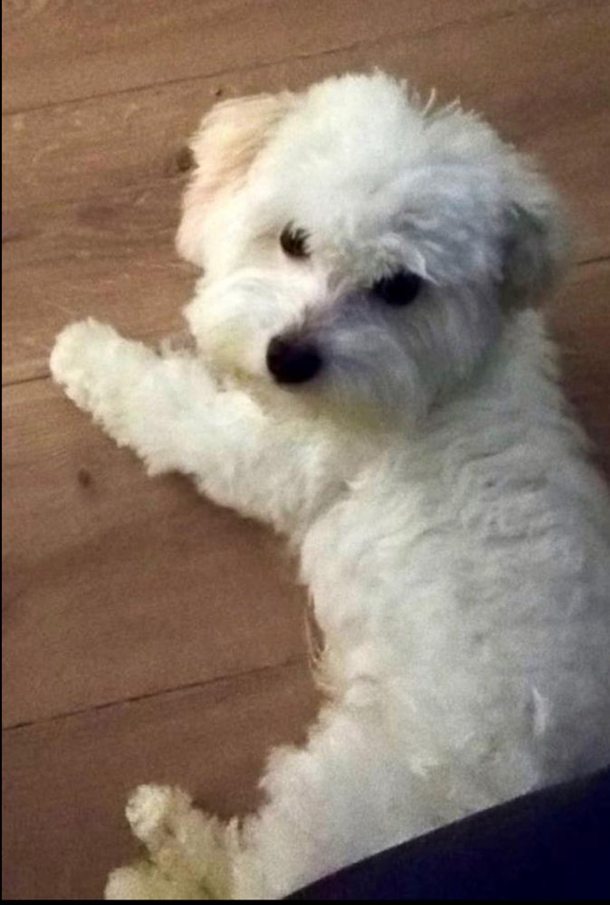 Suchmeldung-Bouggy-Profilbild