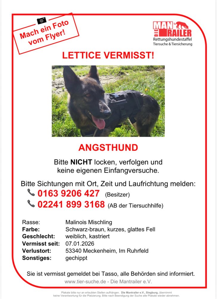 Suchmeldung-Lettice-Profilbild