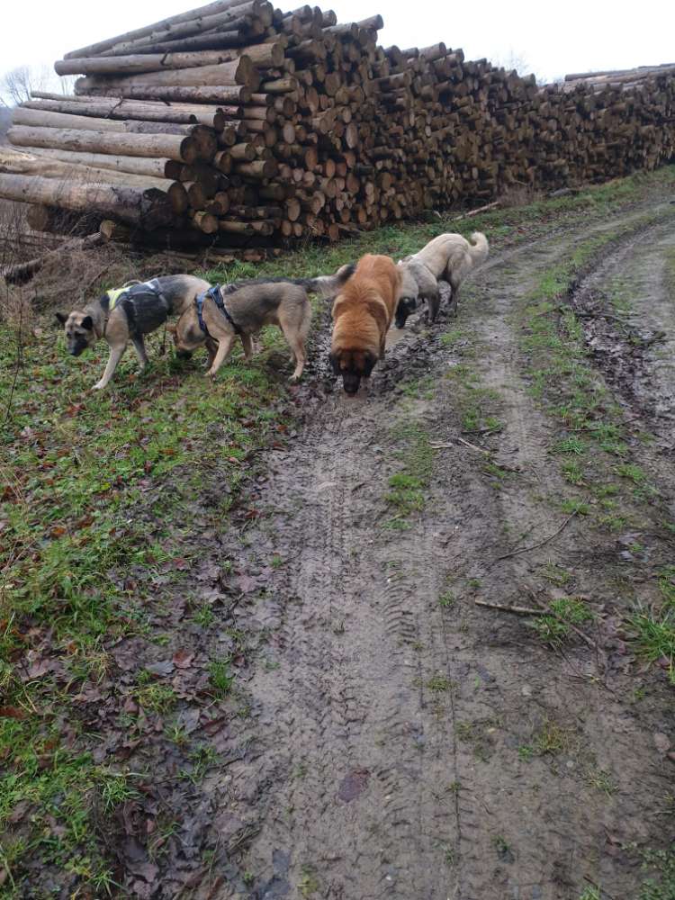 Hundetreffen-Sonntags Gassi Runde in Bad Salzuflen-Profilbild
