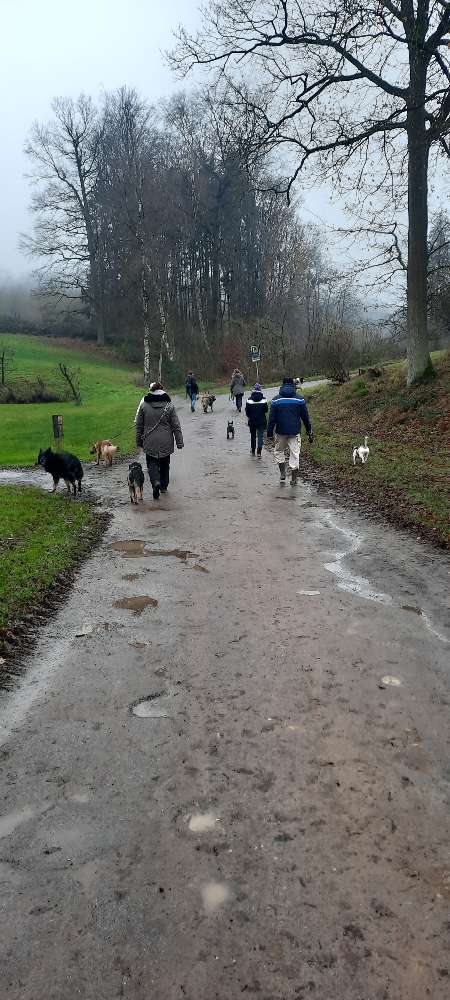 Hundetreffen-Sonntags Gassi Runde-Profilbild