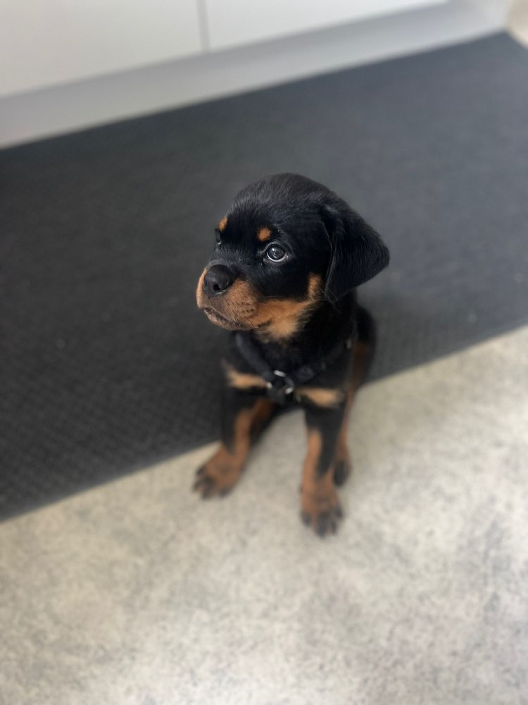 Hundetreffen-Wir suchen Spielpartner-Profilbild