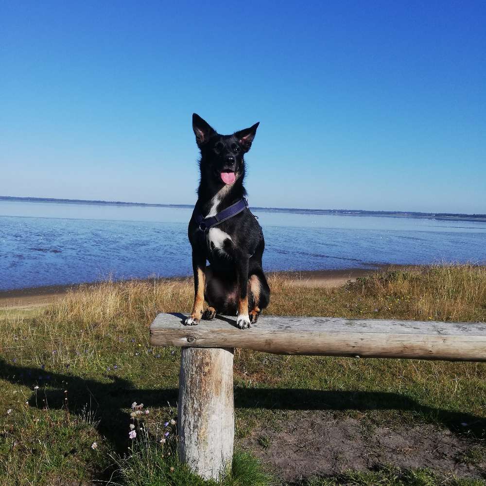 Hundetreffen-Begegnungstraining + Spaziergänge/Spiel-Profilbild