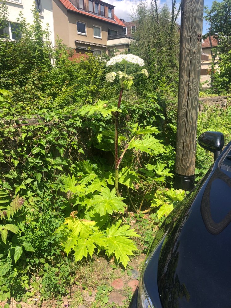 Giftköder-Riesen Bärenklau-Profilbild