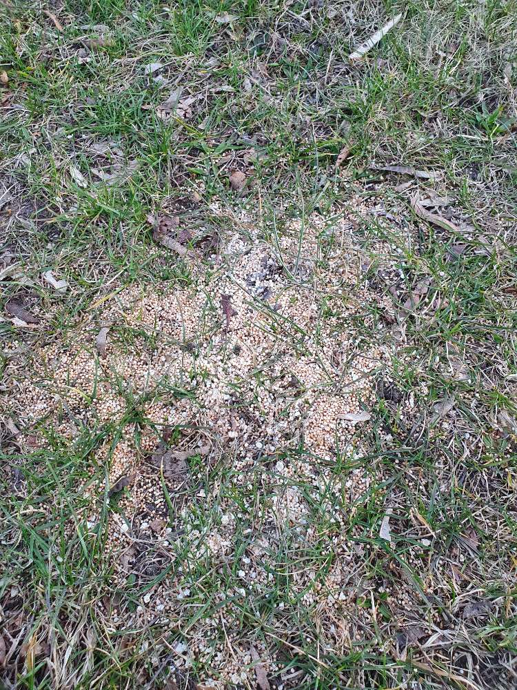 Giftköder-Weiße Kügelchen-Profilbild