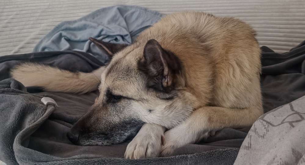 Hundetreffen-Spazier- Spielkamerad gesucht-Profilbild