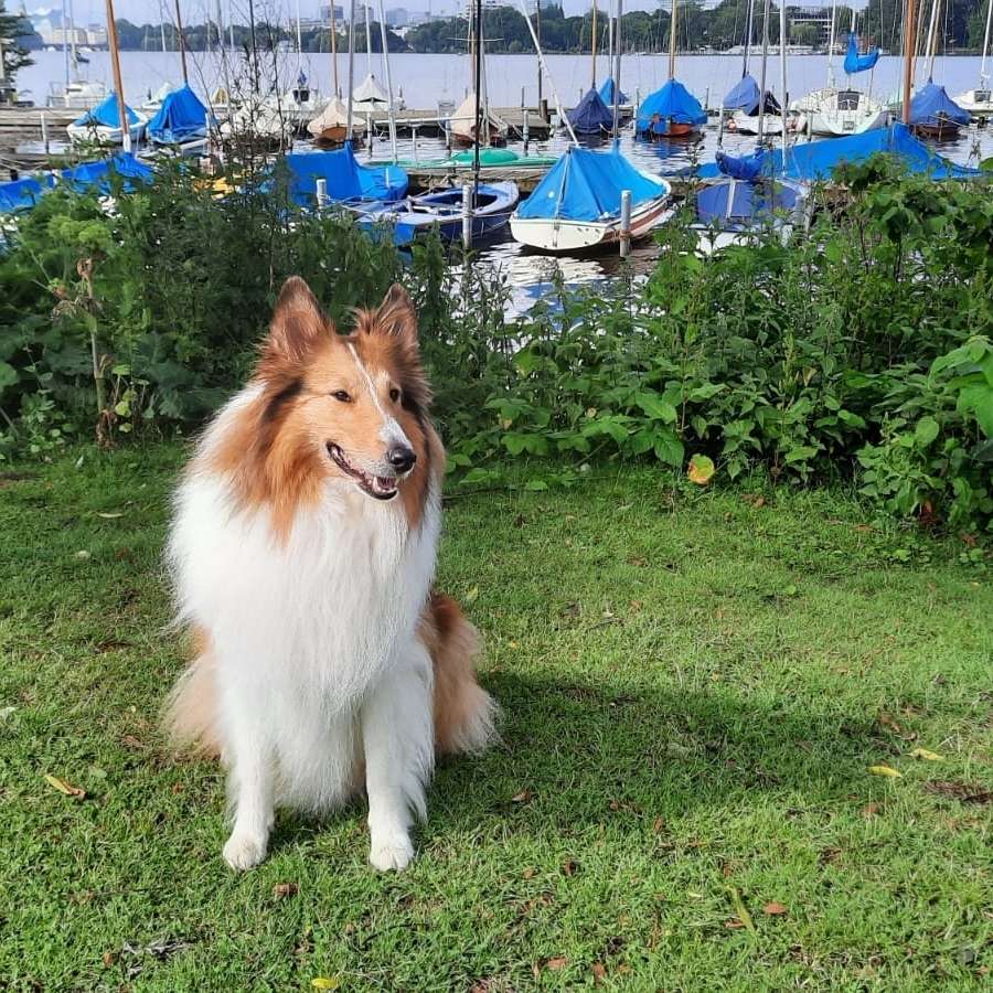 Hundetreffen-Nette Leute mit Hund zum entspannten Gassigehen gesucht-Profilbild