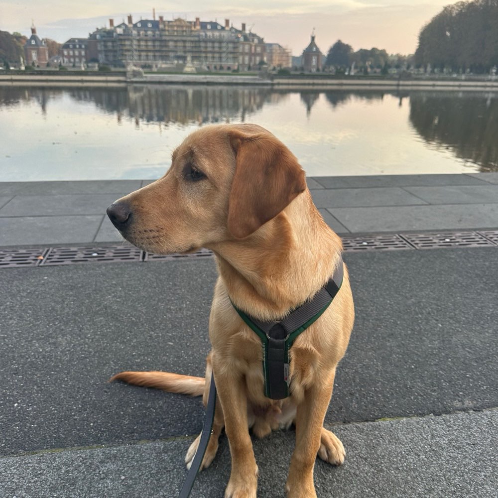 Hundetreffen-Spielkamerad/in für unseren jungen Labrador gesucht 🐾-Profilbild