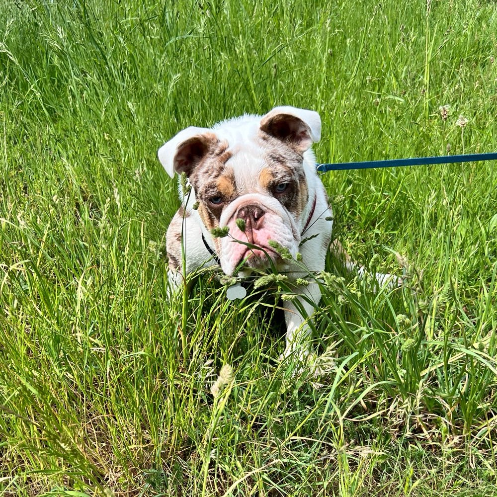 Hundetreffen-Spielkumpel-Profilbild