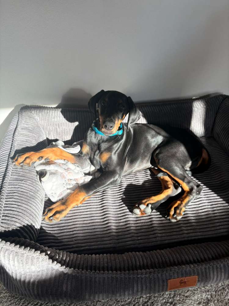 Hundetreffen-16 Wochen alter Dobermannrüde sucht Spielbuddy-Profilbild