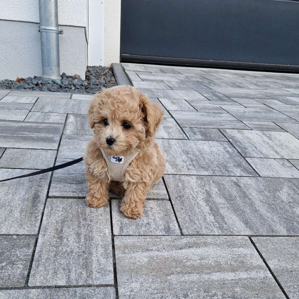 Hundetreffen-Welpentreffen/ PlayDate kleine Rassen in um um Aschaffenburg/Hanau-Profilbild