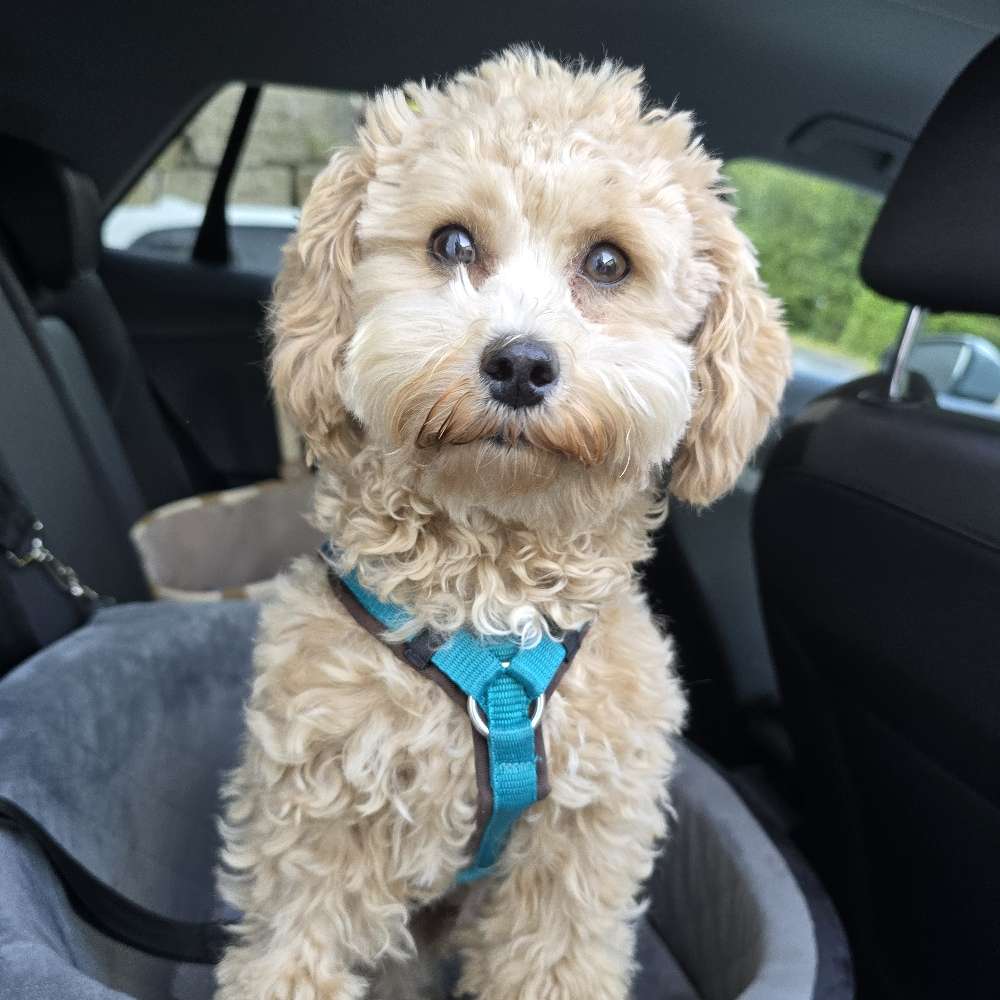 Hundetreffen-Gassitreffen/ PlayDate kleine Rassen in um um Aschaffenburg/Hanau-Profilbild