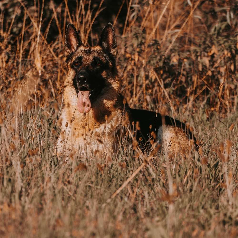 Hundetreffen-Leinenspaziergang-Profilbild