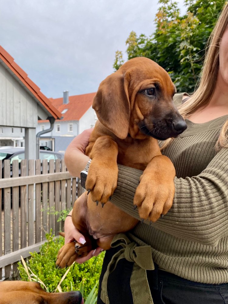 Hundetreffen-Welpentreff 🐾-Profilbild