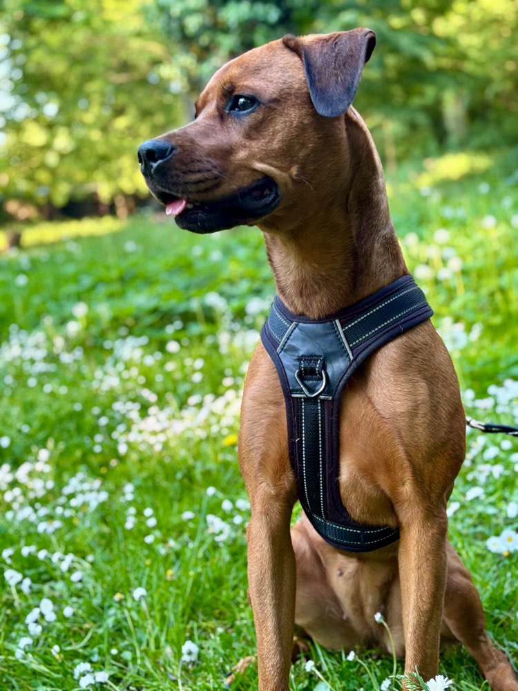 Hundetreffen-Suche ruhige Menschen mit verspieltem Hund-Profilbild