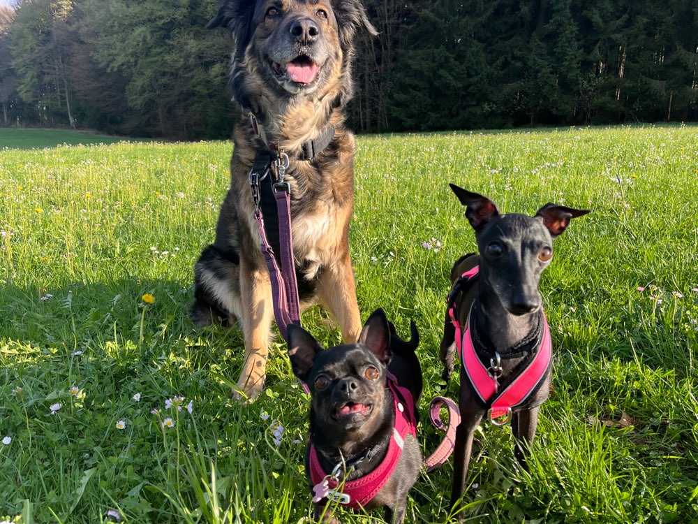 Hundetreffen-Suche Gassifreunde-Profilbild
